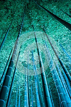 Bamboo Forest Light Up from Shorenin Temple (Shoren-in) in Higashiyama Ward, Kyoto, Japan.