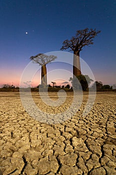 Night Baobab trees