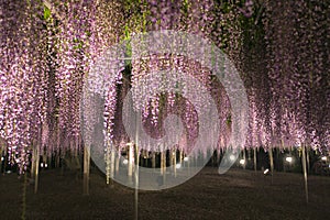 Night beautiful blooming purple wisterial flowers garden at ashikaga park japan