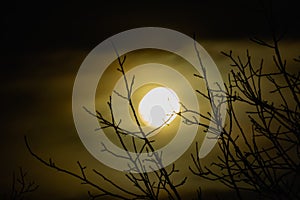 Night big moon in the twilight sky with beautiful lighting. The celestial luminary lights up the evening through the leafless bran