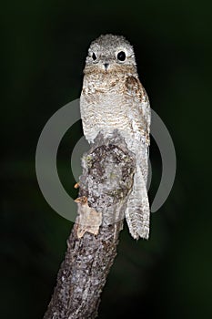 Night bird. Common Potoo, Nyctibius griseus, nocturnal tropic bird sitting on the tree branch, night action scene, animal in the d
