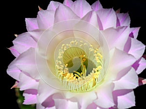 Night Bloom of the Echinopsis Eyriesil Cactus