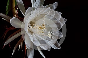 Night Blooming Cereus