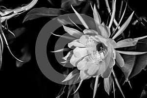 Night blooming cereus against a black background