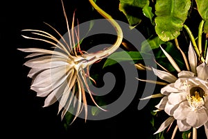 Night blooming cereus against a black background