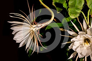 Night blooming cereus against a black background