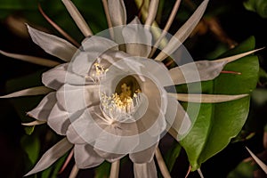 Night blooming cereus against a black background