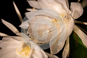 Night blooming cereus against a black background