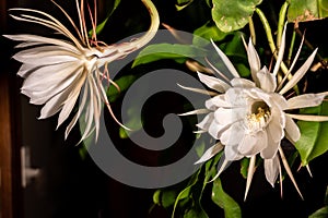 Night blooming cereus against a black background