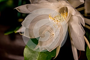 Night blooming cereus against a black background