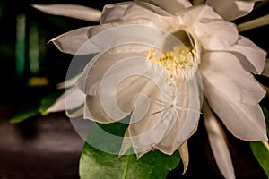 Night blooming cereus against a black background