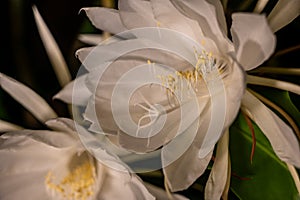 Night blooming cereus against a black background