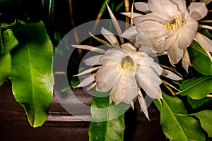 Night blooming cereus against a black background