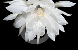 Night Blooming Cereus. Also known as Queen of the