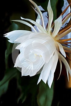 Night Blooming Cereus. Also known as Queen of the Night.