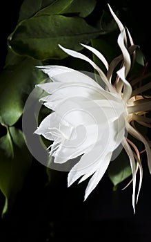 Night Blooming Cereus. Also known as Queen of the Night.