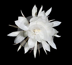 Night Blooming Cereus. Also known as Queen of the Night on black