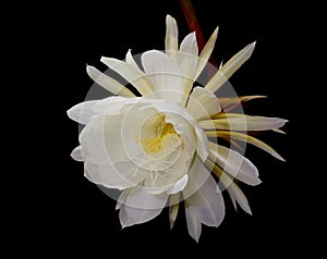 Night-blooming cereus, Princess of the Night Flower