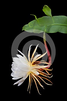 Night-blooming cereus, Princess of the Night flower with Leaves