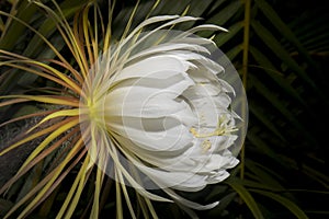 Night-blooming Cereus, Side View photo