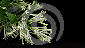 Night-blooming jasmine or Cestrum nocturnum flowers isolated on black background