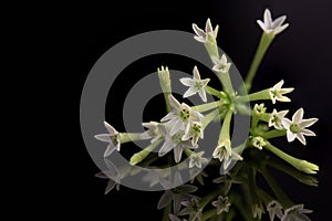 Night-blooming jasmine or Cestrum nocturnum flowers isolated on black background