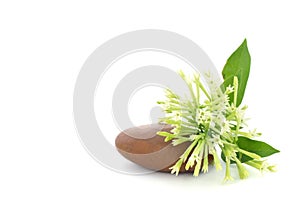 Night-blooming jasmine or Cestrum nocturnum flowers isolated on white background