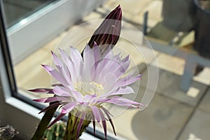 night blooming Queen of the night cactus in daylight, a pink flower