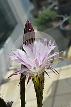 night blooming Queen of the night cactus in daylight, a pink flower and another one starting