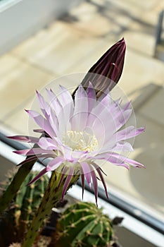 night blooming Queen of the night cactus, a pink flower in the sun