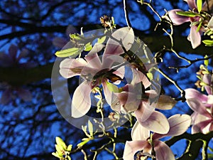 Night Blossom Photoshoot in Heerlen Limburg