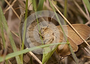 Night brown moths mating