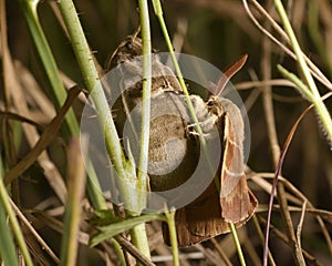 Night brown moths mating in grass