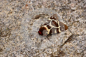 Night butterfly arctia caja with orange wings