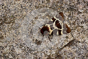 Night butterfly arctia caja with orange wings