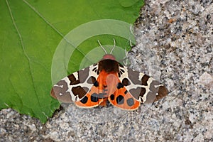 Night butterfly arctia caja with orange wings