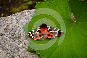 Night butterfly arctia caja with orange wings