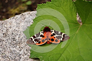 Night butterfly arctia caja with orange wings