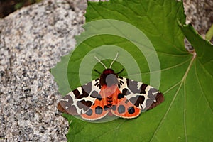 Night butterfly arctia caja with orange wings