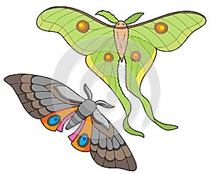 Night butterfly collection