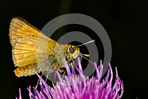 Night butterfly is drinking nectar photo
