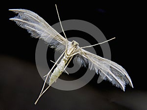 Night Butterfly Pterophoridae