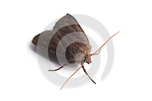 Night butterfly on white background