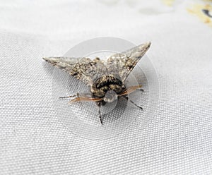 Night butterfly on white fabric. Butterfly resting photo