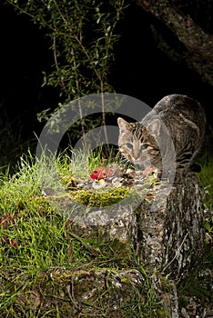 Night cat looking for food