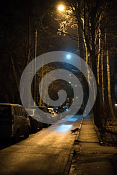 Night city. Street lights, parked cars in a row. A black cat runs across the road. Empty street.