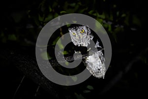 Night, close up photo of night bird, African scops owl, Otus senegalensis, illuminated from the bottom, isolated against dark