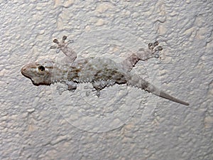 Night, Close-up view of a gecko on the wall photo