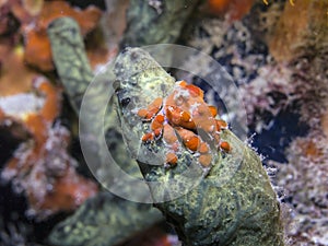 Cryptic teardrop crab, Pelia mutica photo
