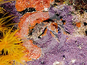 Cryptic teardrop crab, Pelia mutica photo